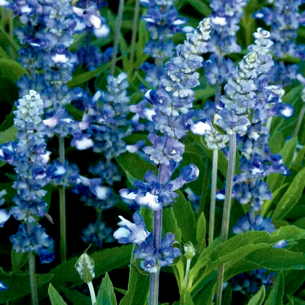 Fairy Queen Salvia Seeds
