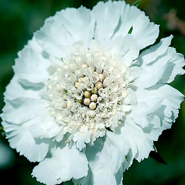 Fama® White Pincushion Flower Seeds