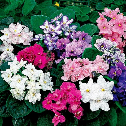 Fantasy Hybrid African Violet Seeds