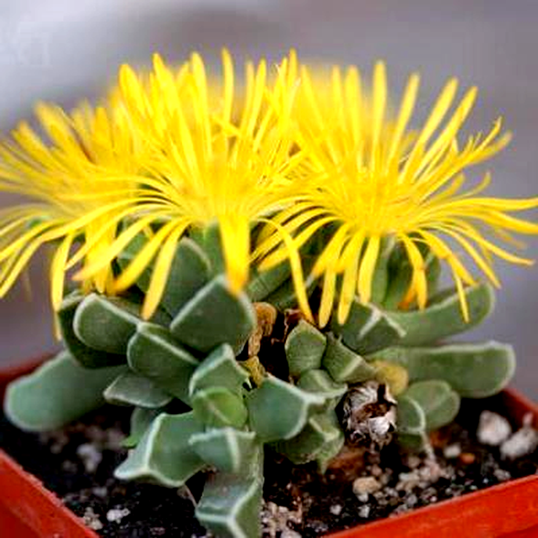 Faucaria boscheana