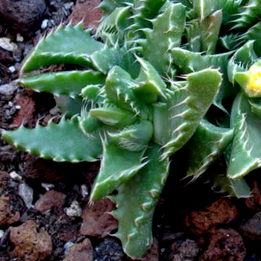 Faucaria felina