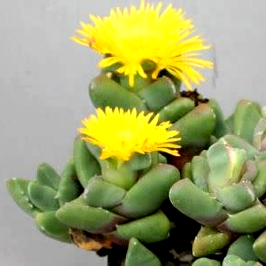 Faucaria subintegra