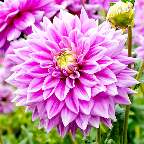 Ferncliff Inspiration