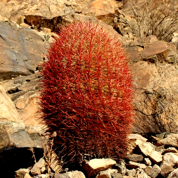 Ferocactus cylindraceus ssp. lecontei