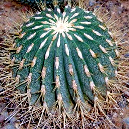 Ferocactus histrix