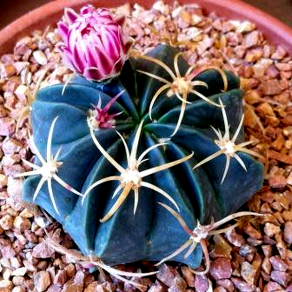 Ferocactus macrodiscus