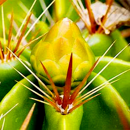 Ferocactus robustus – Clump Barrel Cactus