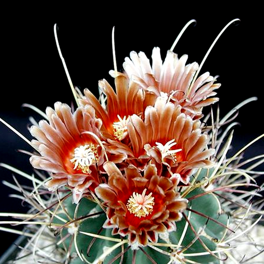 Ferocactus uncinatus