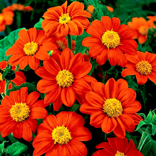 Fiesta del Sol Mexican Sunflower Seeds