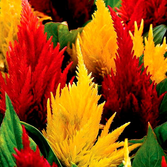 First Flame™ Mix Celosia Seeds