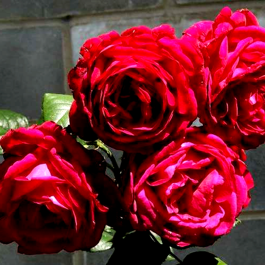 Fisherman’s Friend