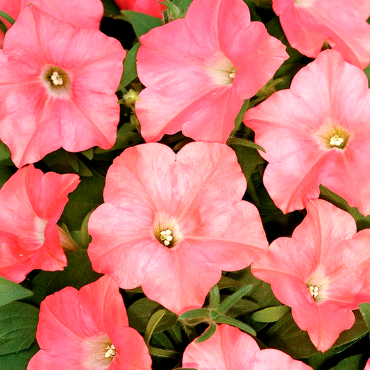 FlashForward™ White Petunia Seeds