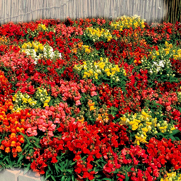 Floral Showers Hybrid Mix Snapdragon Seeds