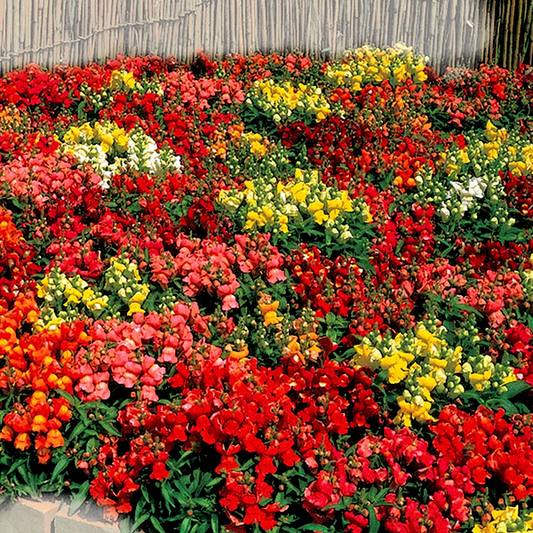 Floral Showers Hybrid Mix Snapdragon Seeds