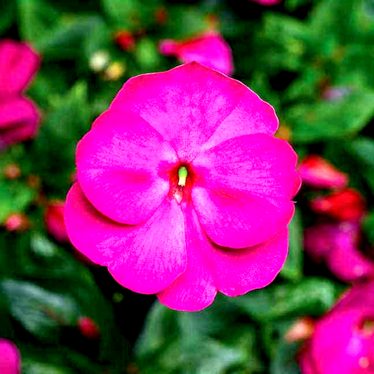 Florific® Violet New Guinea Impatiens Seeds