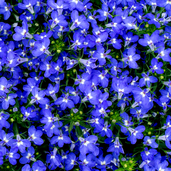 Fountain Blue Lobelia Seeds