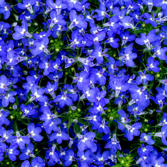 Fountain Blue Lobelia Seeds