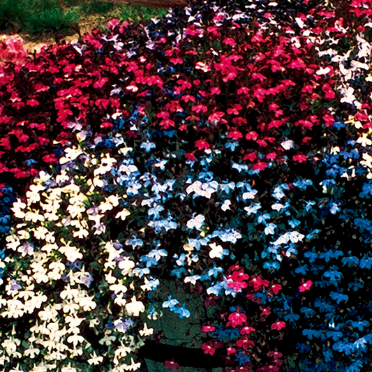 Fountain Mix Lobelia Seeds