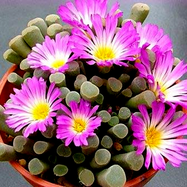 Frithia pulchra