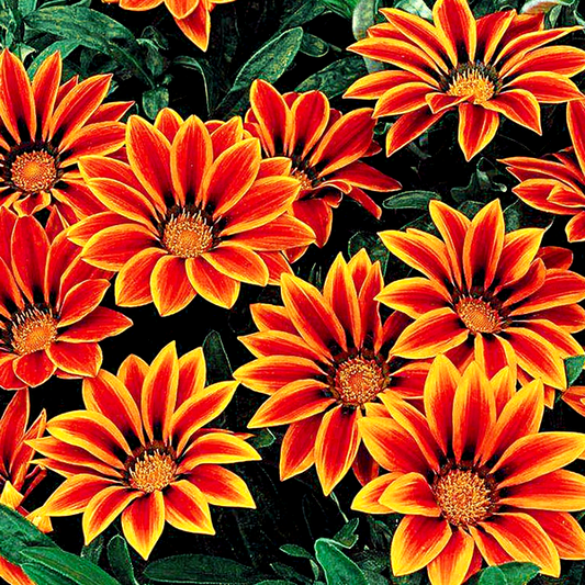 Frosty Kiss™ Orange Flame Hybrid Gazania Seeds
