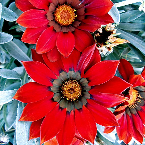 Frosty Kiss™ Red Hybrid Gazania Seeds