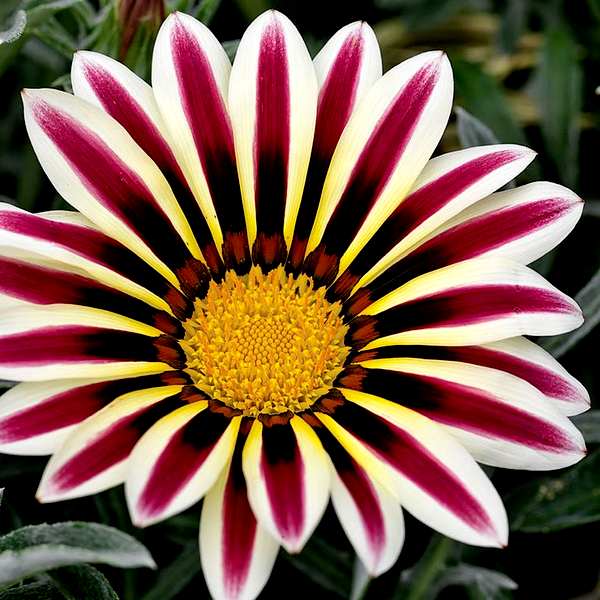 Frosty Kiss™ White Flame Gazania Seeds