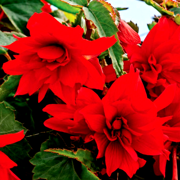 Funky® Scarlet Begonia Seeds