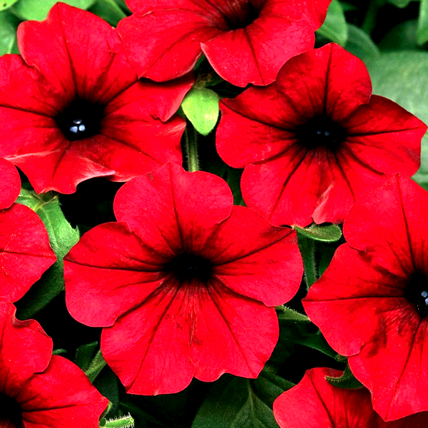 Fuseables® Healing Waters Petunia-Bacopa Seeds