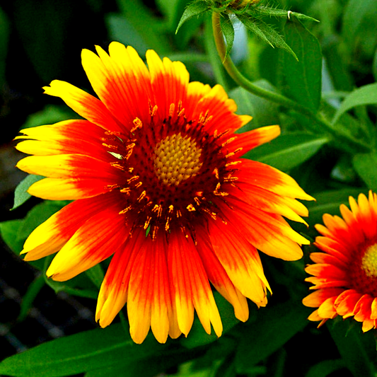 Gaillardia 'Arizona Sun'