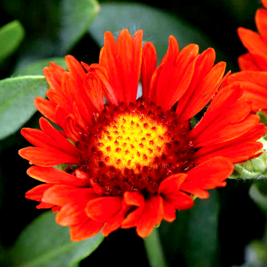 Gaillardia REALFLOR® 'Sunset Celebration'