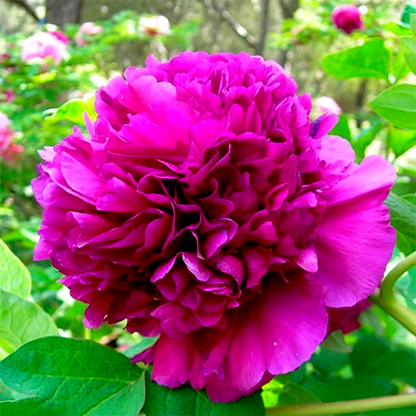 Garnet-red Light on the Desk