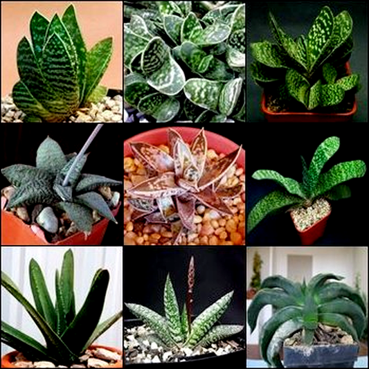 Gasteria Mixed Species