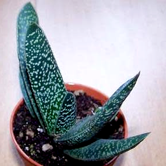Gasteria carinata