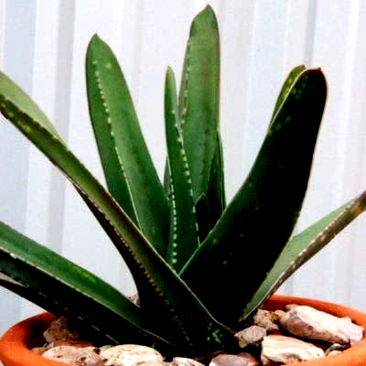 Gasteria croucheri Seeds