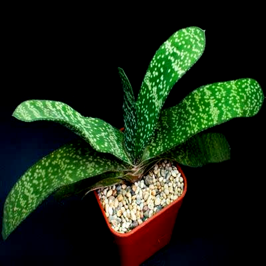 Gasteria disticha