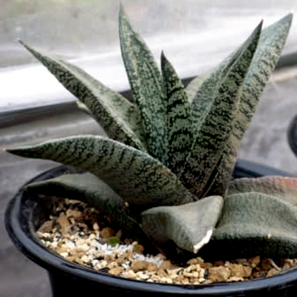 Gasteria ellaphieae