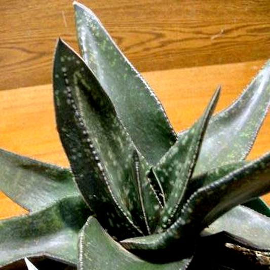 Gasteria excelsa