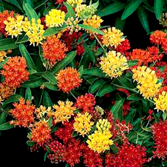 Gay Butterflies Butterfly Weed Seeds