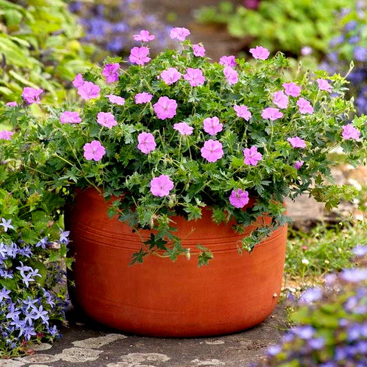 Geranium 'Blushing Turtle'