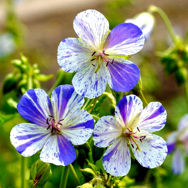 Geranium 'Delft Blue'