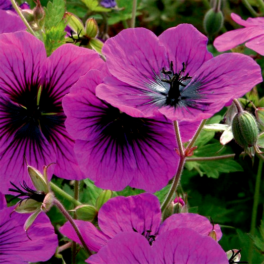 Geranium 'Dragon Heart'