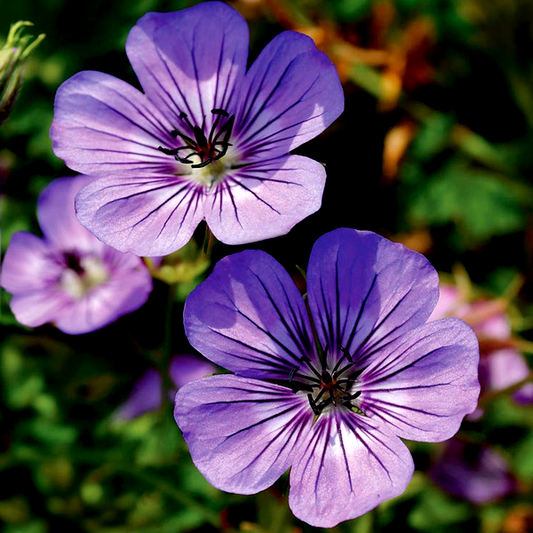 Geranium 'Havana Blues'