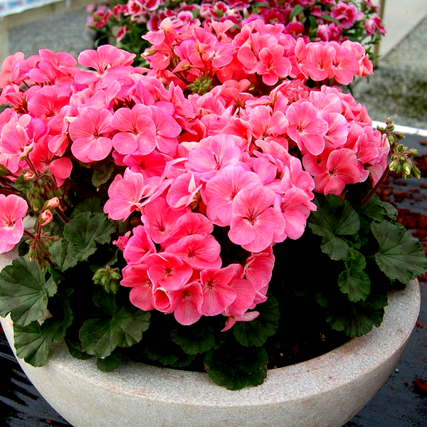 Geranium Nano™ Salmon Seeds