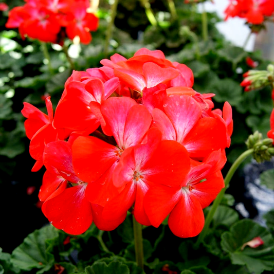 Geranium Nano™ Scarlet