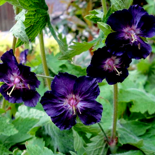 Geranium 'Raven'