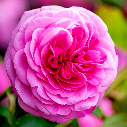 Gertrude Jekyll