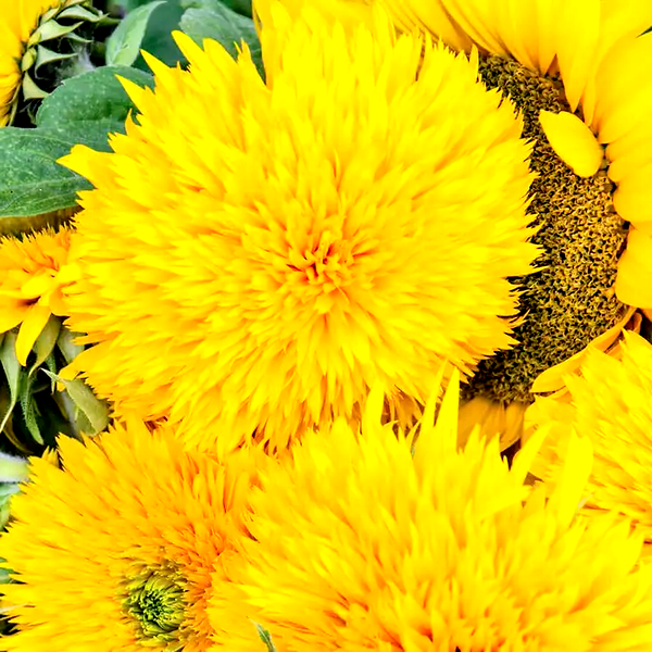 Giant Teddy Bear Sunflower Seeds