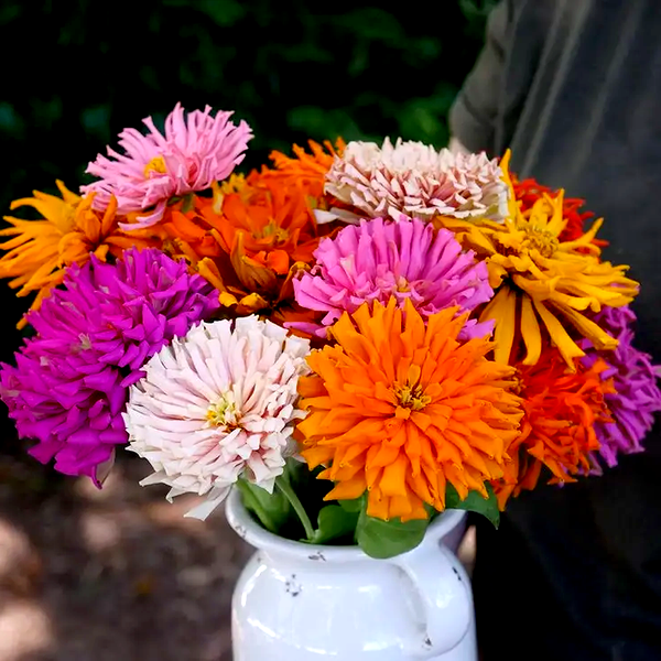 Giant Zinnia Seeds - Cactus Mix