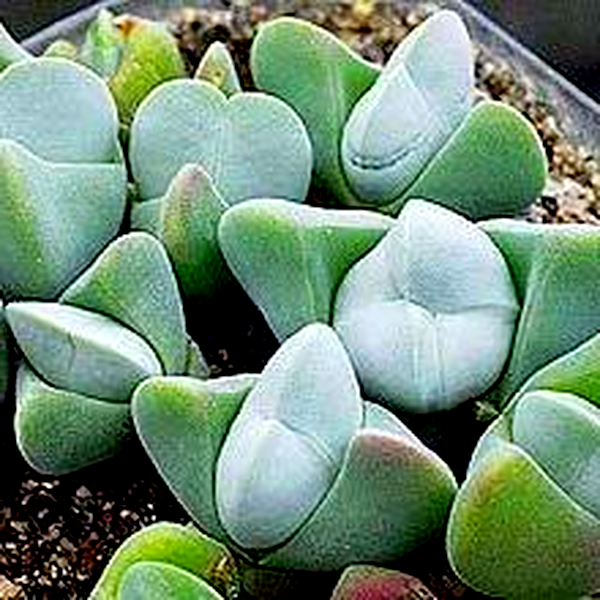 Gibbaeum album White