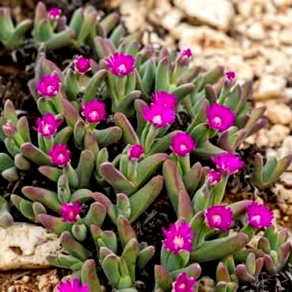Gibbaeum angulipes